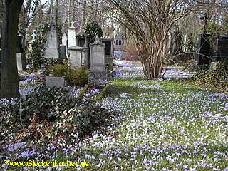 Krokusblüte im südlichen Friedhof.
